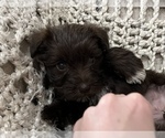 Small Photo #4 Schnauzer (Miniature) Puppy For Sale in KILLEEN, TX, USA