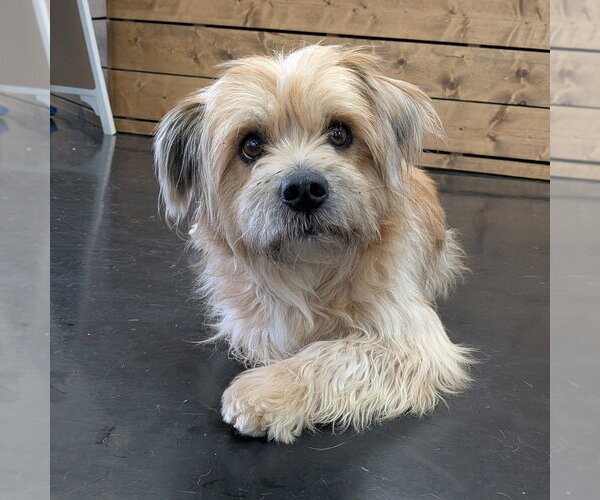 Medium Photo #1 Mutt Puppy For Sale in Vail, AZ, USA