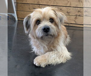 Mutt Dogs for adoption in Vail, AZ, USA