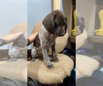 Small Photo #3 German Shorthaired Pointer Puppy For Sale in BUSHNELL, FL, USA