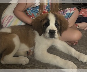 Saint Bernard Puppy for sale in ANAHEIM, CA, USA