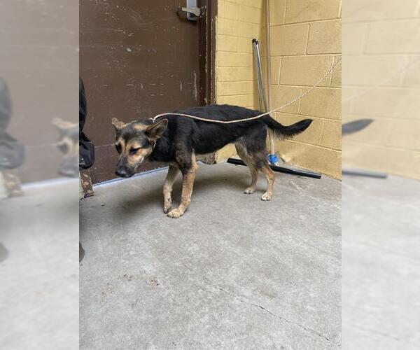 Medium Photo #1 German Shepherd Dog Puppy For Sale in Stockton, CA, USA