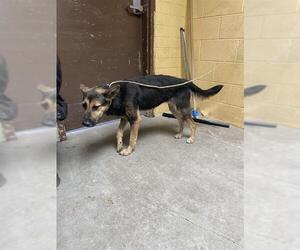 German Shepherd Dog Dogs for adoption in Stockton, CA, USA