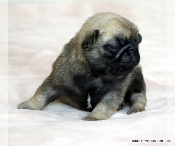 Medium Photo #5 Pug Puppy For Sale in WINNSBORO, TX, USA