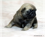 Small #3 Pug