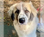 Small #10 Great Pyrenees Mix