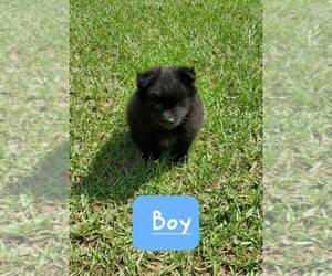 Pomeranian Puppy for sale in FAYETTEVILLE, NC, USA