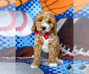 Cock-A-Poo Puppy for sale in CHRISTIANA, PA, USA