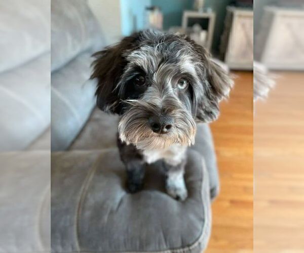 Medium Photo #1 Aussiedoodle Miniature  Puppy For Sale in WATERLOO, SC, USA