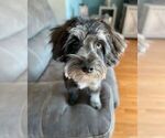 Small Photo #1 Aussiedoodle Miniature  Puppy For Sale in WATERLOO, SC, USA