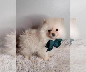 Pomeranian Puppy for sale in INDIANAPOLIS, IN, USA