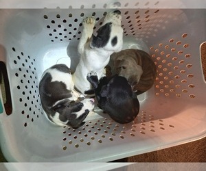 American Bull Dogue De Bordeaux-Mastiff Mix Puppy for sale in CHESTERFIELD, MO, USA