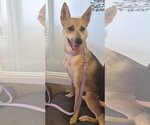 Small German Shepherd Dog