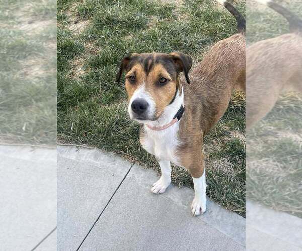 Medium Photo #1 Mutt Puppy For Sale in Springdale, PA, USA