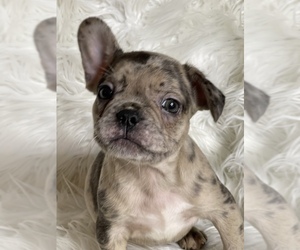 French Bulldog Puppy for sale in MIAMI, FL, USA