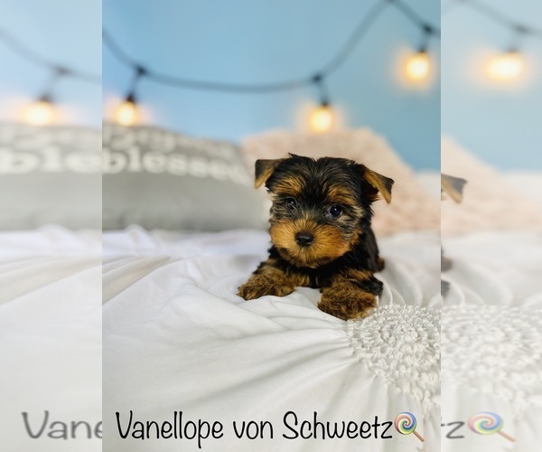Medium Photo #7 Yorkshire Terrier Puppy For Sale in COOKEVILLE, TN, USA