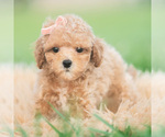 Small #1 Poodle (Toy)