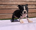 Small #5 Boston Terrier