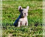 Small #16 French Bulldog