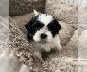 Shih Tzu Puppy for Sale in LILBURN, Georgia USA