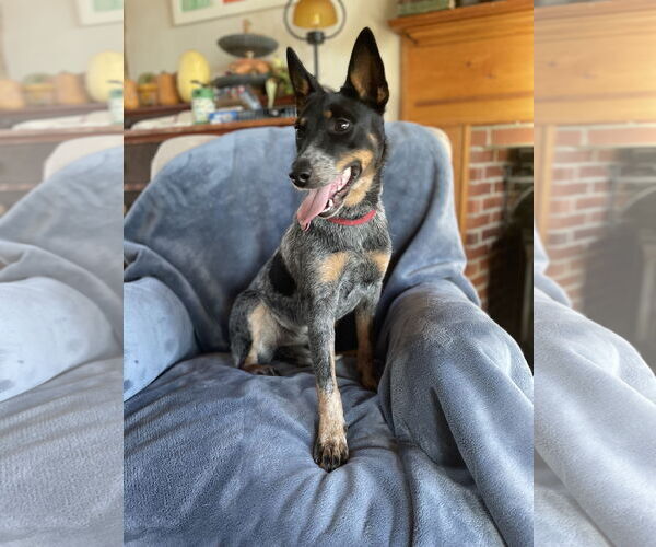 Medium Photo #2 Mutt Puppy For Sale in Garden City, NY, USA