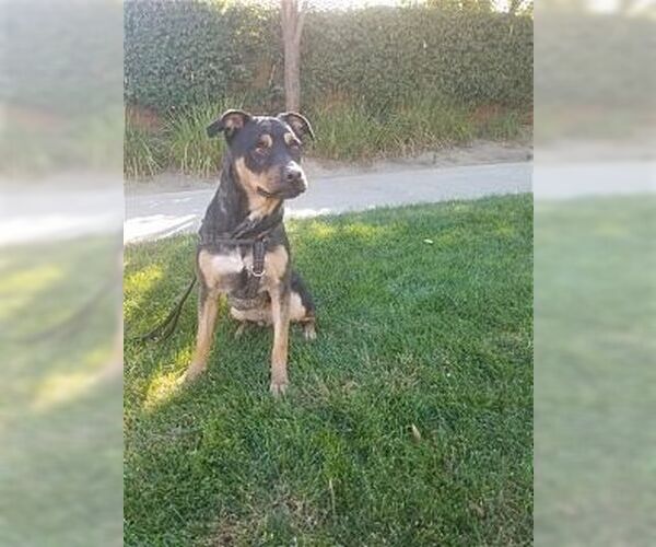 Medium Photo #3 Rottweiler-Unknown Mix Puppy For Sale in Dana Point, CA, USA