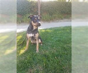 Tyson - Male Rottweiler-Unknown Mix Dog for Adoption - Photo #3