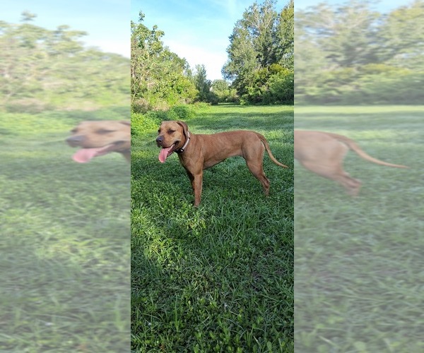 Medium Photo #2 American Pit Bull Terrier Puppy For Sale in CLEARWATER, FL, USA