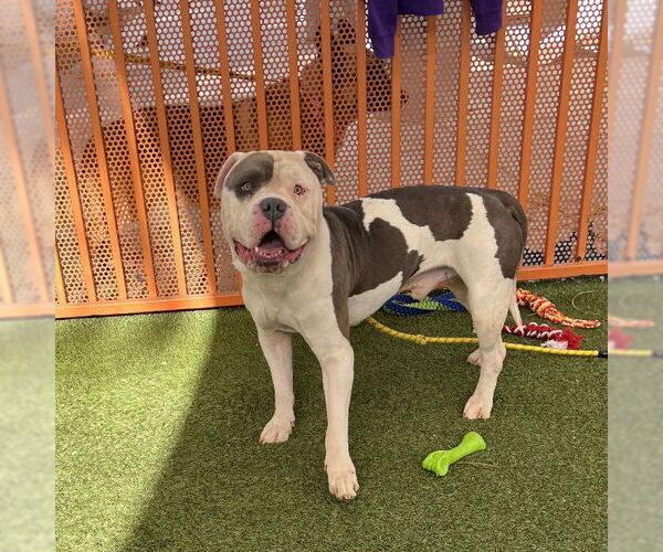 Medium Photo #1 Mutt Puppy For Sale in Las Vegas, NV, USA