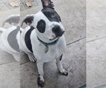 Small #11 American Pit Bull Terrier
