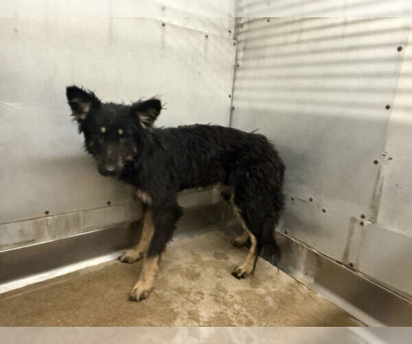 Medium Photo #1 German Shepherd Dog Puppy For Sale in San Bernardino, CA, USA