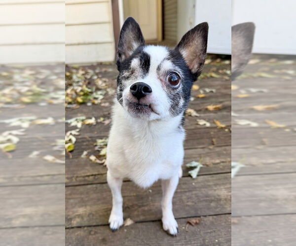 Medium Photo #13 Chihuahua Puppy For Sale in Minneapolis, MN, USA