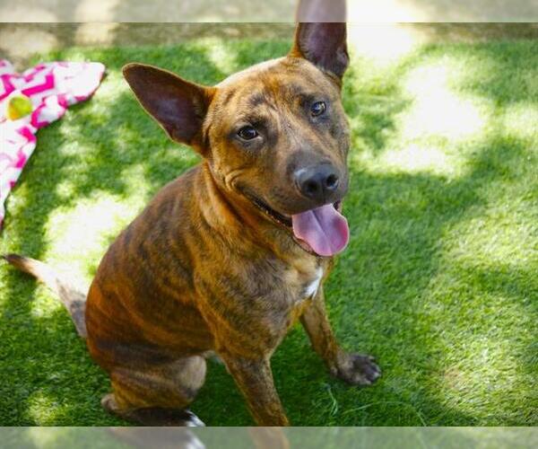 Medium Photo #2 Holland Shepherd-Unknown Mix Puppy For Sale in Tallahassee, FL, USA