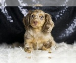 Small Dachshund