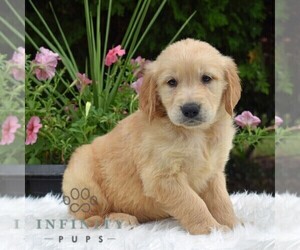 Golden Retriever Puppy for sale in NEWPORT, PA, USA