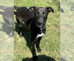 Labrador Retriever-Unknown Mix Dogs for adoption in Conroe, TX, USA