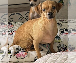 Nuna - Female Chihuahua-Unknown Mix Dog for Adoption - Photo #2