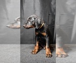 Puppy Problem Solver Doberman Pinscher