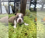 Small #5 Boston Terrier