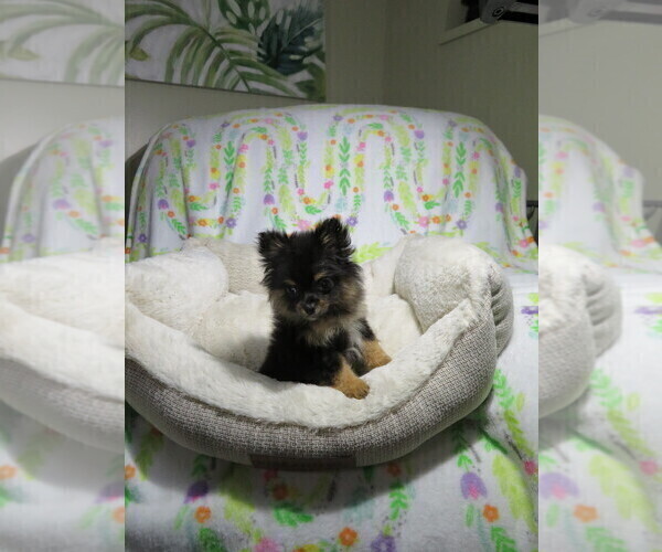 Medium Photo #3 Pomeranian Puppy For Sale in COOKEVILLE, TN, USA