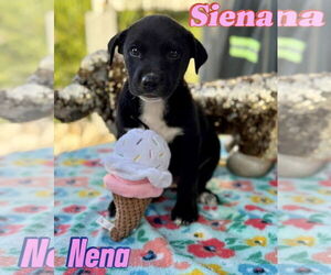 Labrador Retriever-Unknown Mix Dogs for adoption in Jefferson, NJ, USA