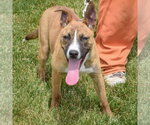 Small Photo #8 Boxer-Bull Terrier Mix Puppy For Sale in Huntley, IL, USA