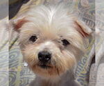 Small #3 Maltese