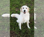 Small #7 Great Pyrenees