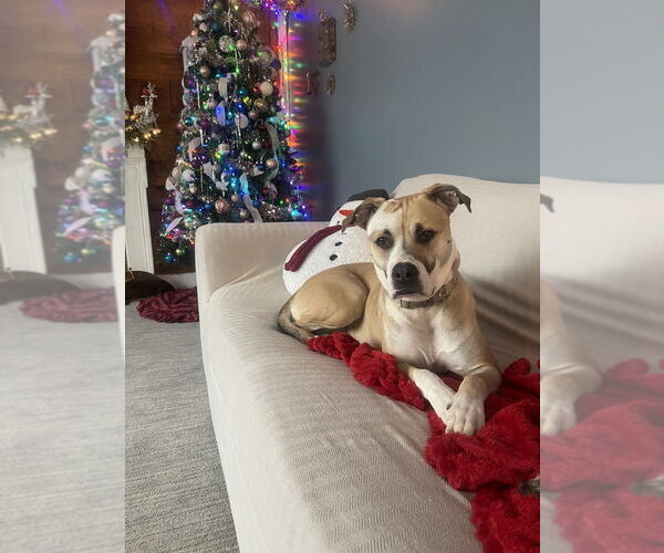 Medium Photo #1 Boxer-Unknown Mix Puppy For Sale in Aurora, IN, USA