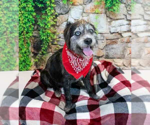 Medium Photo #2 Mutt Puppy For Sale in Kennesaw, GA, USA