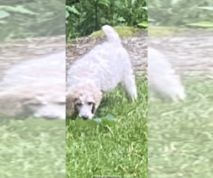 Poodle (Standard) Puppy for sale in VENETA, OR, USA