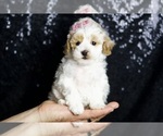 Puppy May F1B Maltipoo