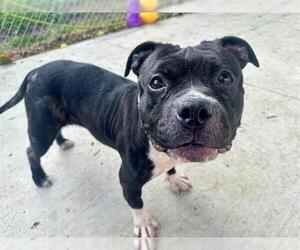 American Pit Bull Terrier Dogs for adoption in Charlotte, NC, USA