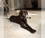 Small #1 Labrador Retriever